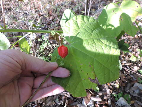 Image of wax mallow