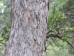 Image of Durand Oak