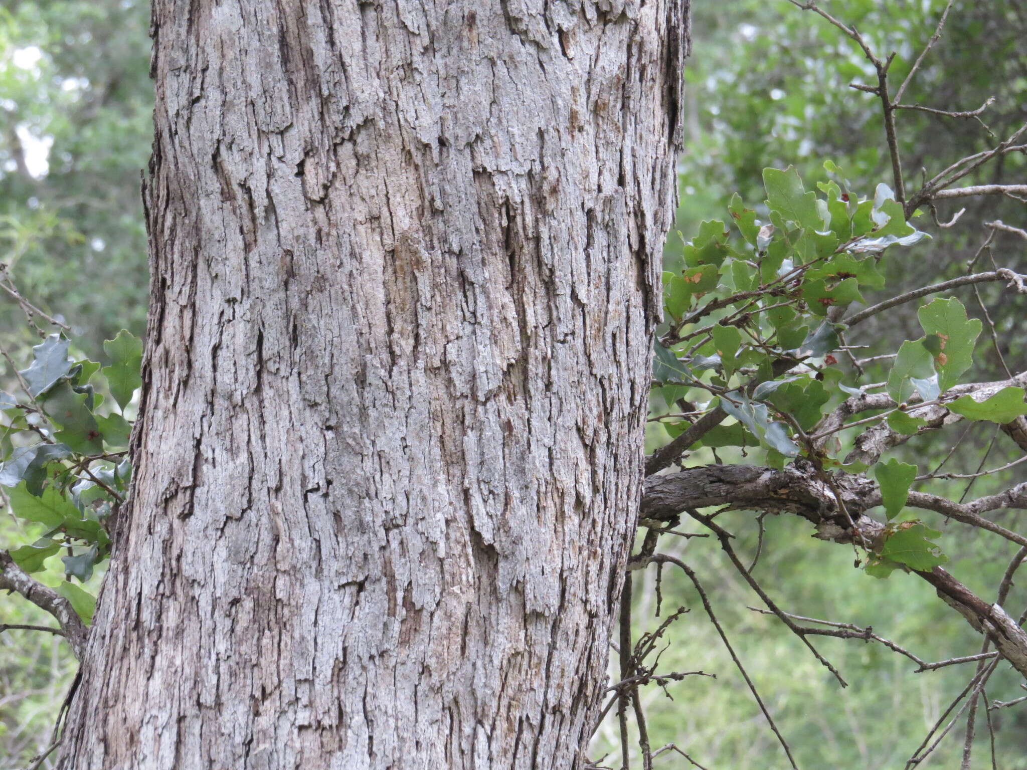 Sivun Quercus sinuata Walter kuva