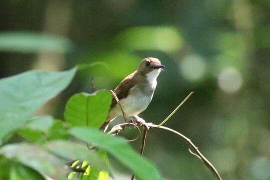 Image of Grey-chested Jungle Flycatcher