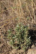 Helianthemum squamatum (L.) Pers.的圖片