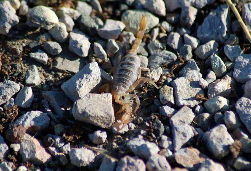 Image of Northern Scorpion