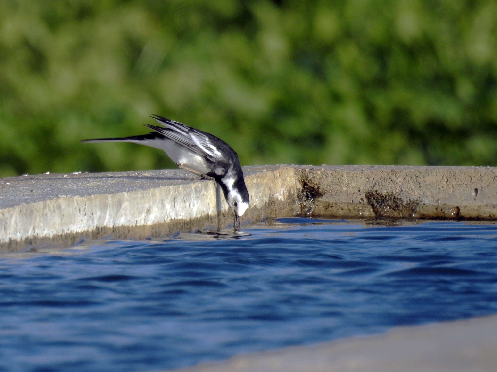 Image of Motacilla alba yarrellii Gould 1837