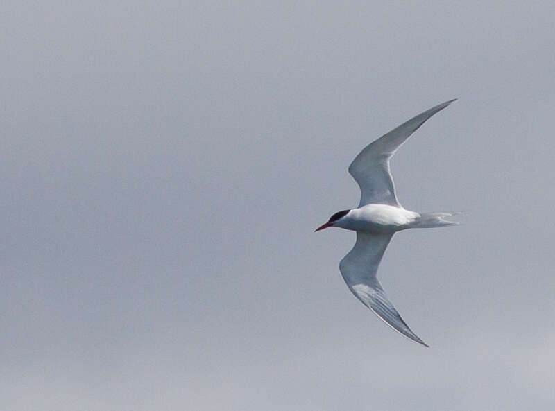 Image of South American Tern