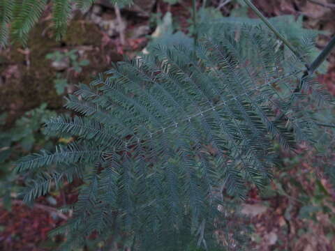 Image of Silver Wattle