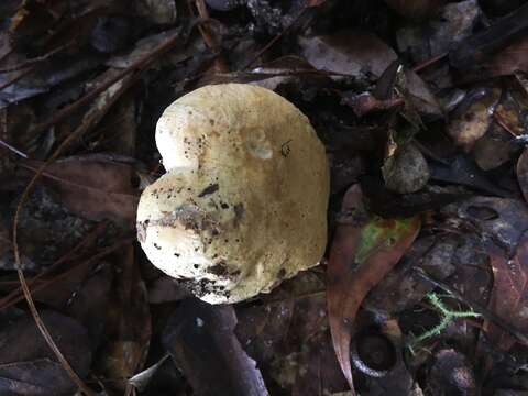 Image of Tylopilus peralbidus (Snell & Beardslee) Murrill 1938