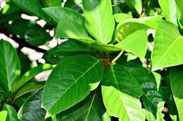 Imagem de Ficus fistulosa Reinw. ex Bl.