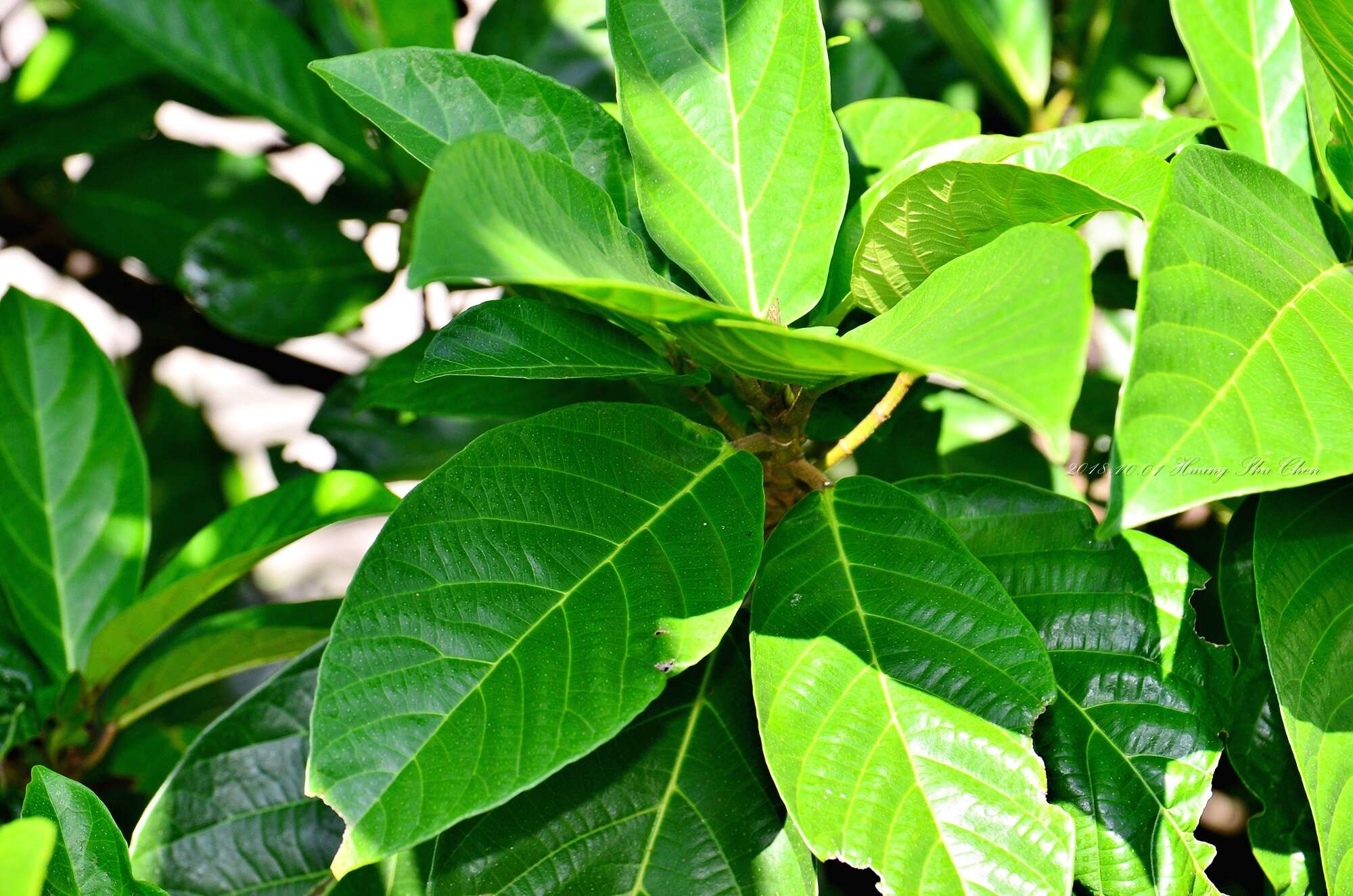 Image of Ficus fistulosa Reinw. ex Bl.