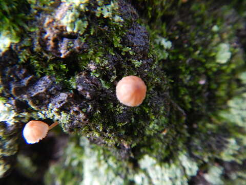 Image of Mycena corticola (Pers.) Gray 1821