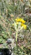 Image of Pilosella auriculoides (Láng) Arv.-Touv.