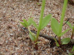 Image of Lindernia parviflora (Roxb.) Haines