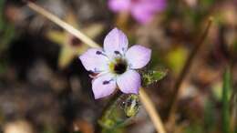 Image of coastal gilia