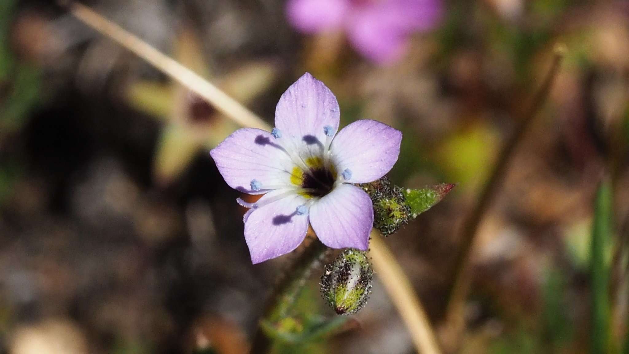 Image of coastal gilia