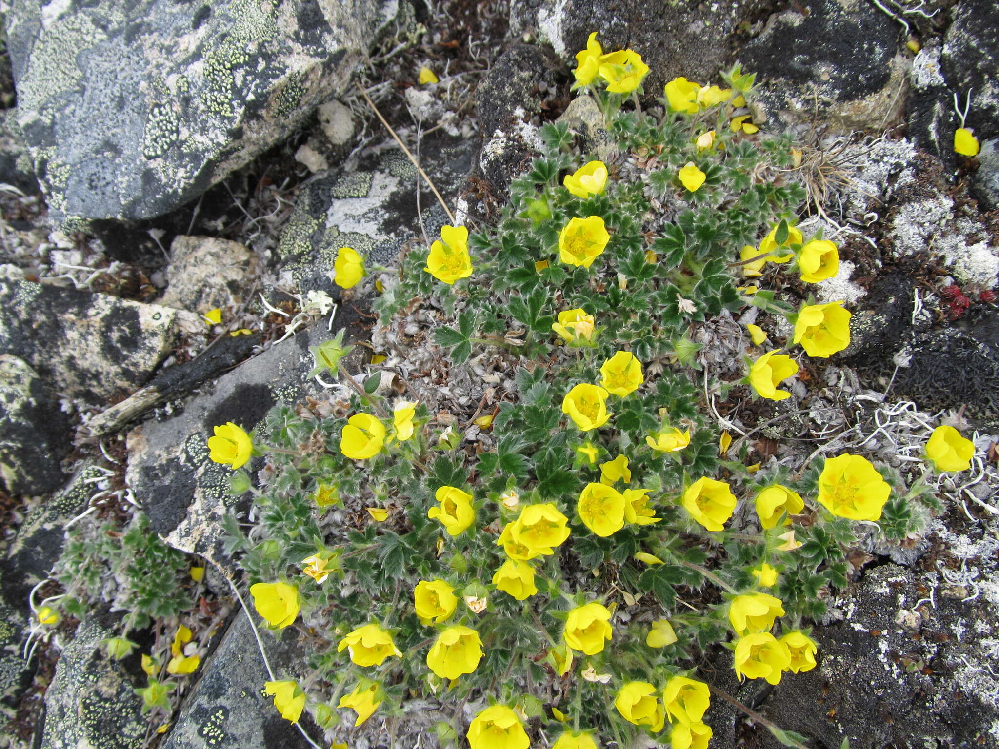 Image de Potentilla subvahliana B. A. Jurtzev