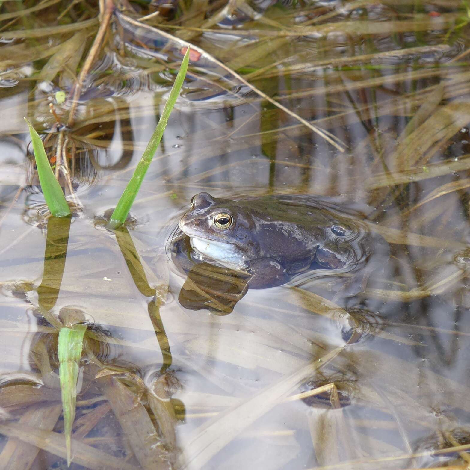 Image of Altai Brown Frog (Altai Mountains Populations)