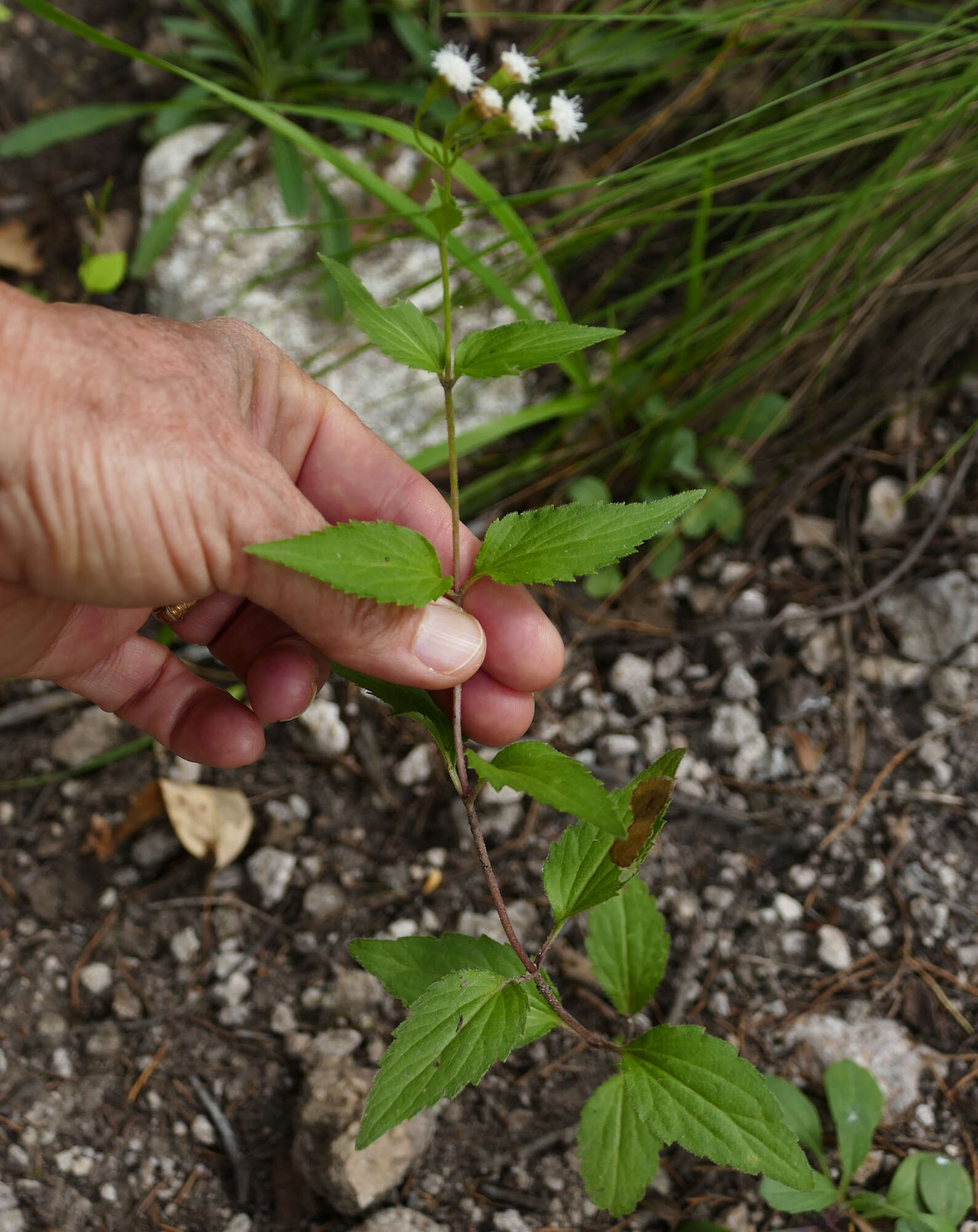 Image of Rothrock's snakeroot