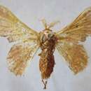 Image of Lacosoma valera Schaus 1928