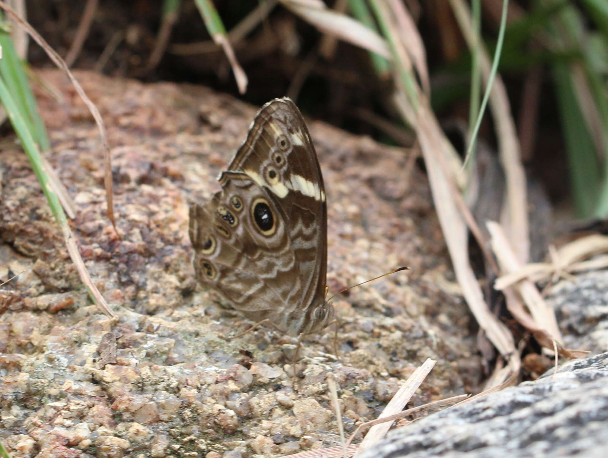 Image of Common Tree Brown