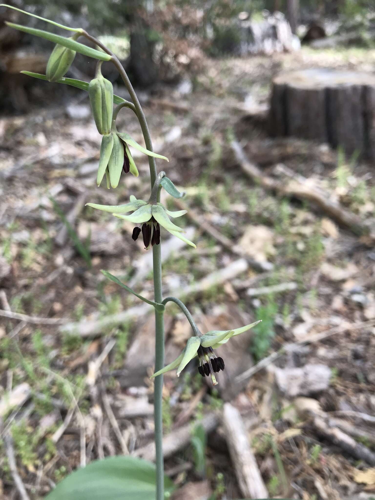 Fritillaria brandegeei Eastw. resmi