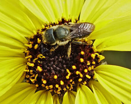 Image of Osmia coloradensis Cresson 1878