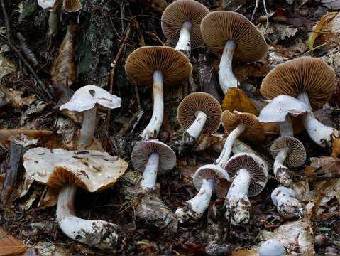 Image of light violet cortinarius