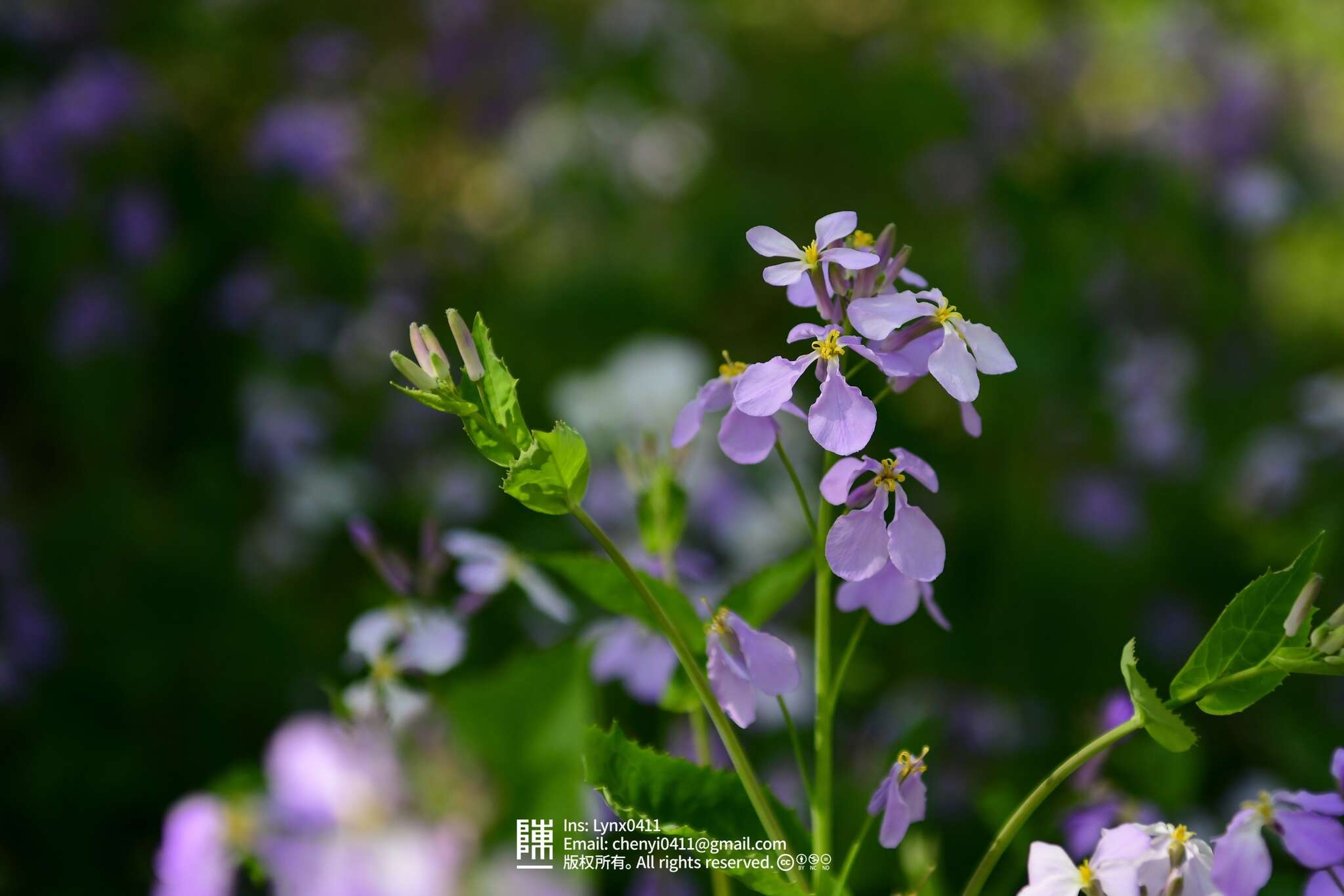 Imagem de Orychophragmus violaceus (L.) O. E. Schulz