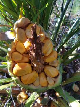 Image of Macrozamia miquelii (F. Muell.) A. DC.