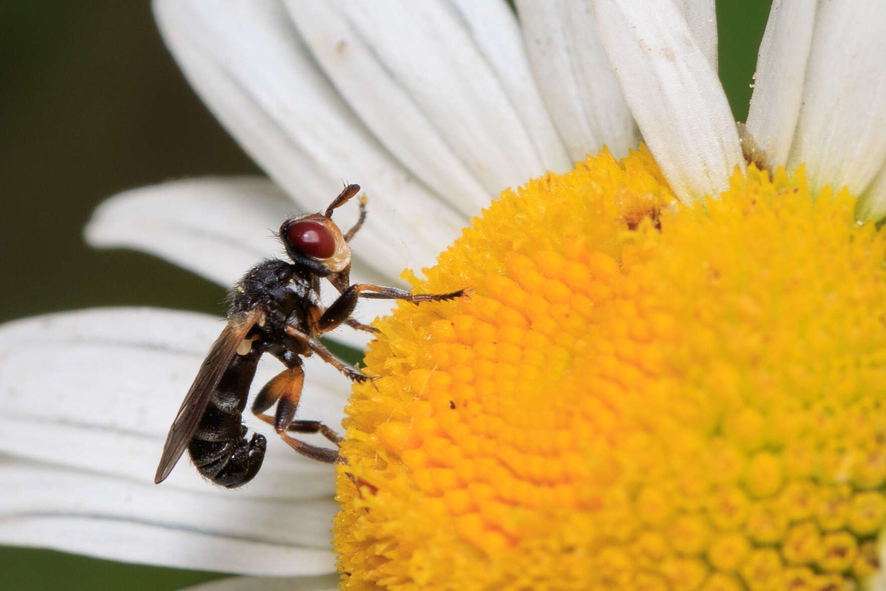 Imagem de Thecophora occidensis (Walker 1849)