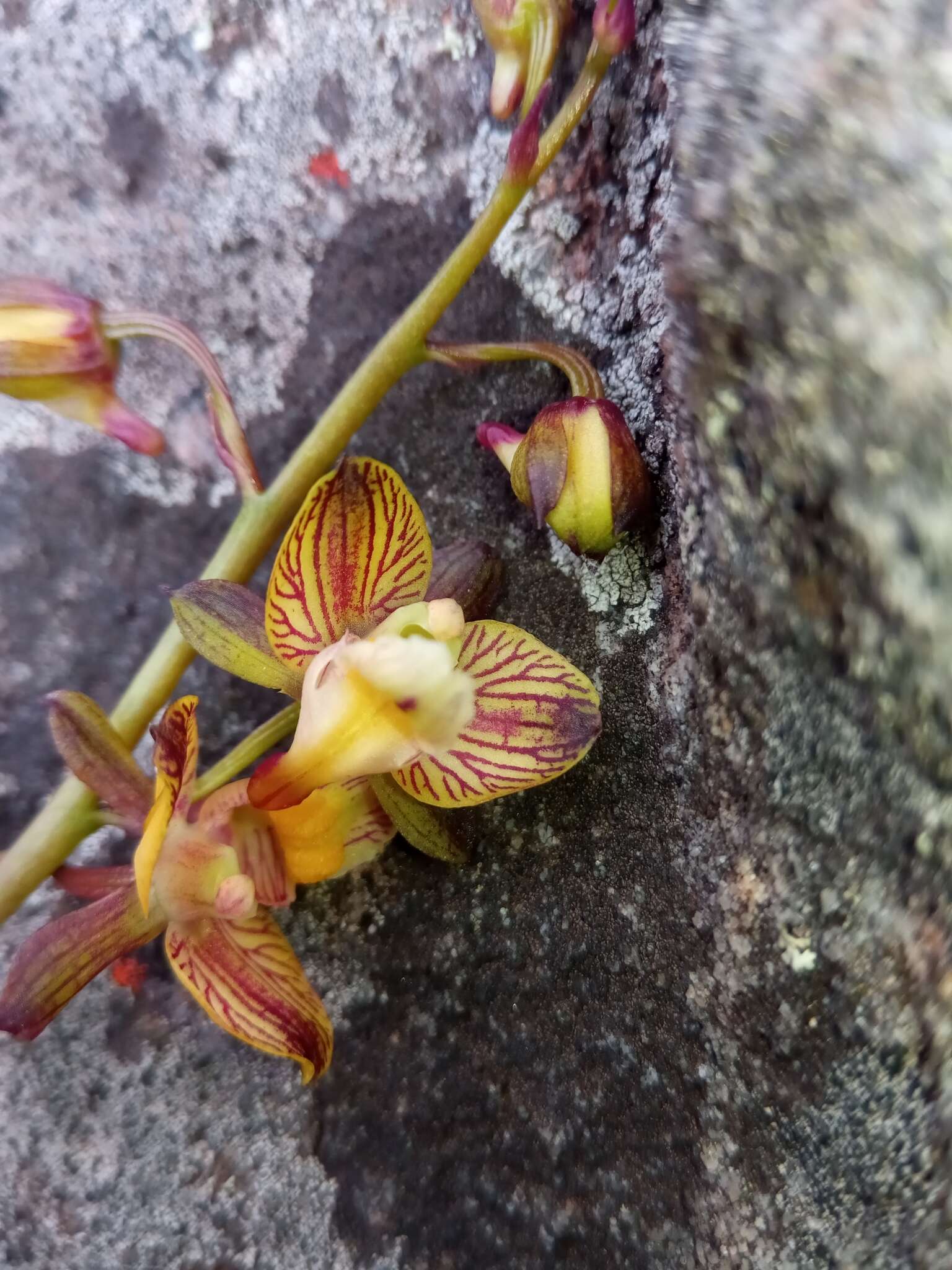 Eulophia reticulata Ridl.的圖片