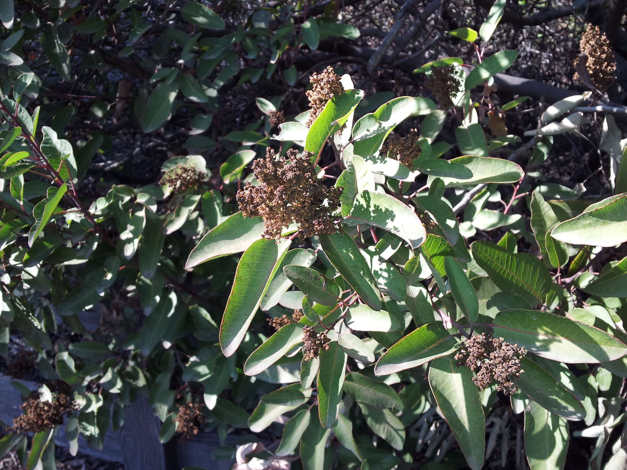 Image of laurel sumac