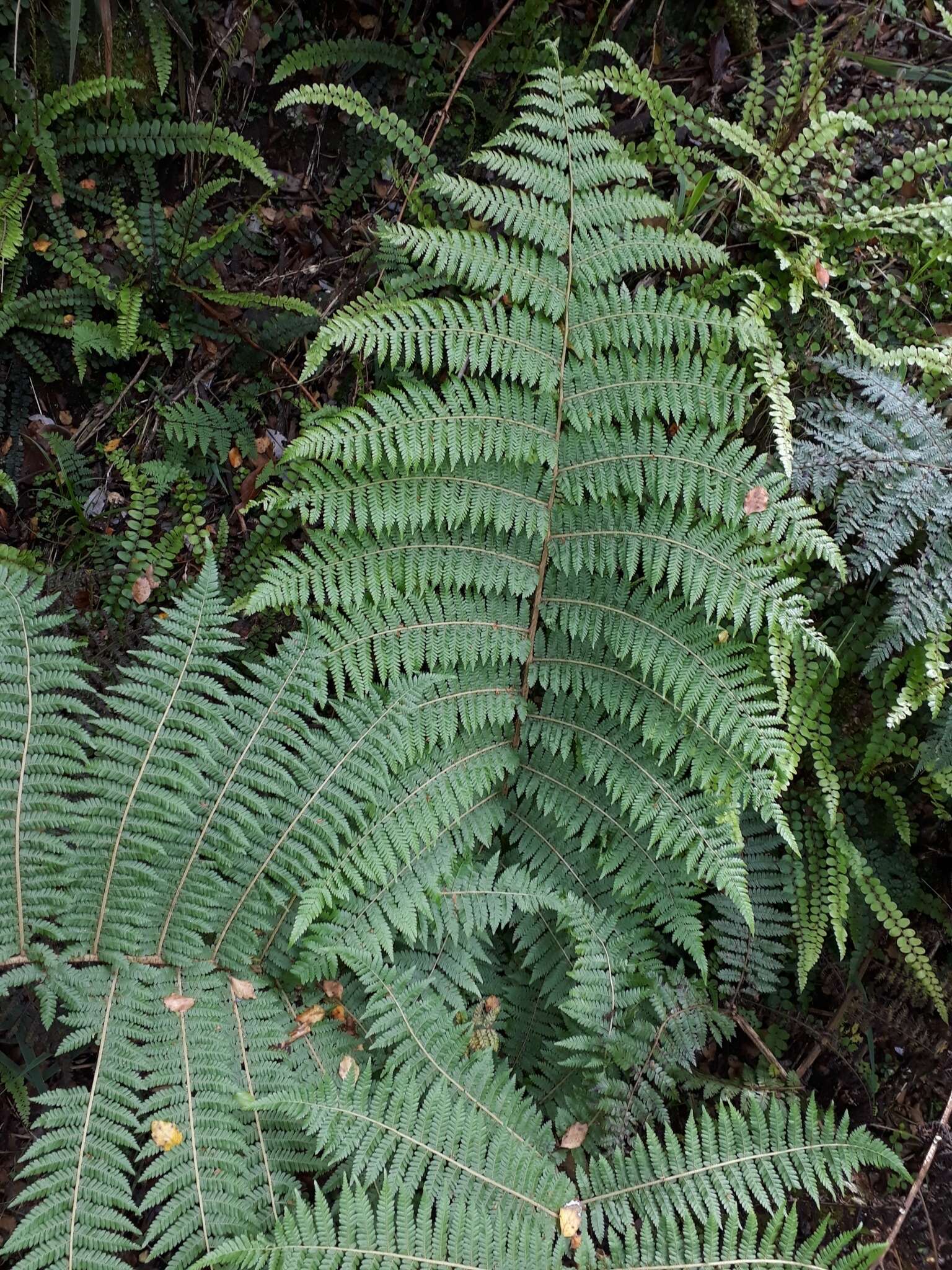 Image of Tree Fern Golden