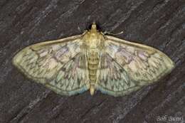 Image of Zigzag Herpetogramma