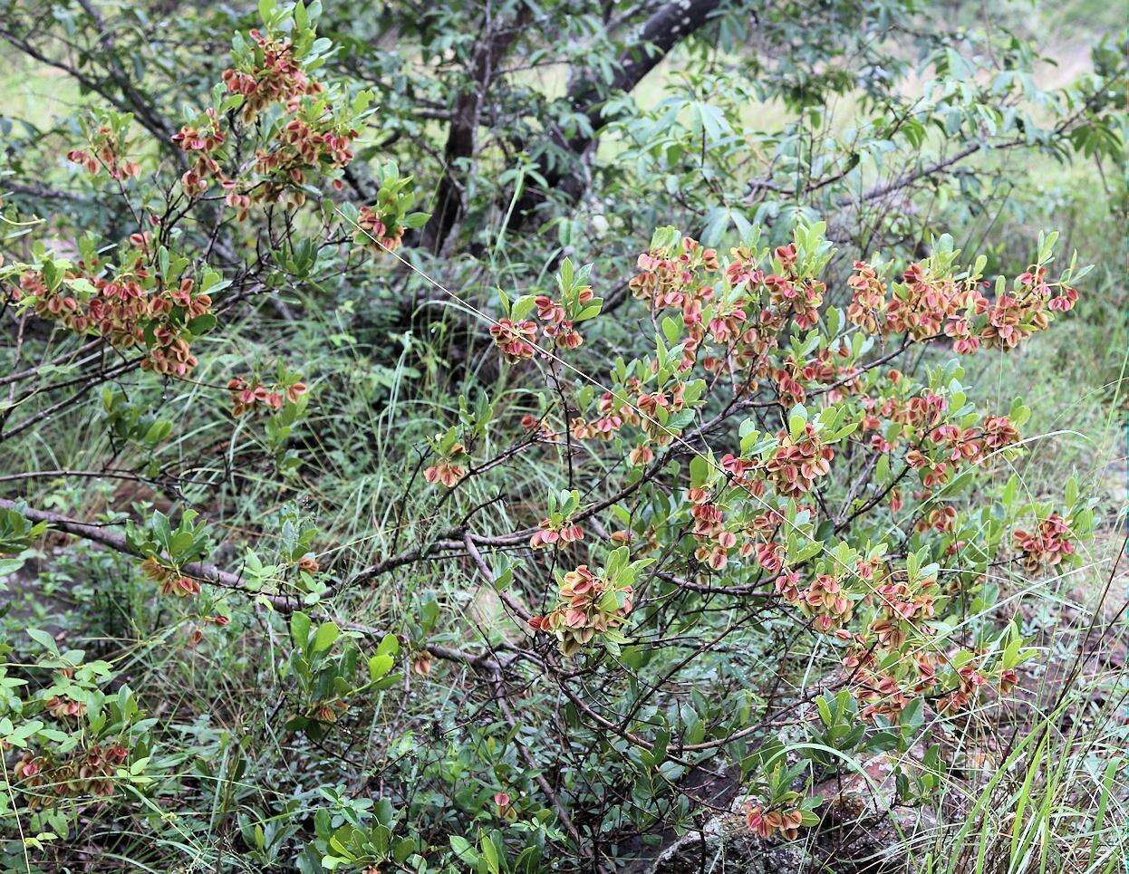 Image of Combretum vendae var. glabratum N. Hahn