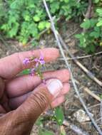 Clarkia heterandra (Torrey) H. Lewis & P. H. Raven resmi