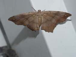 Image of Esther Moth