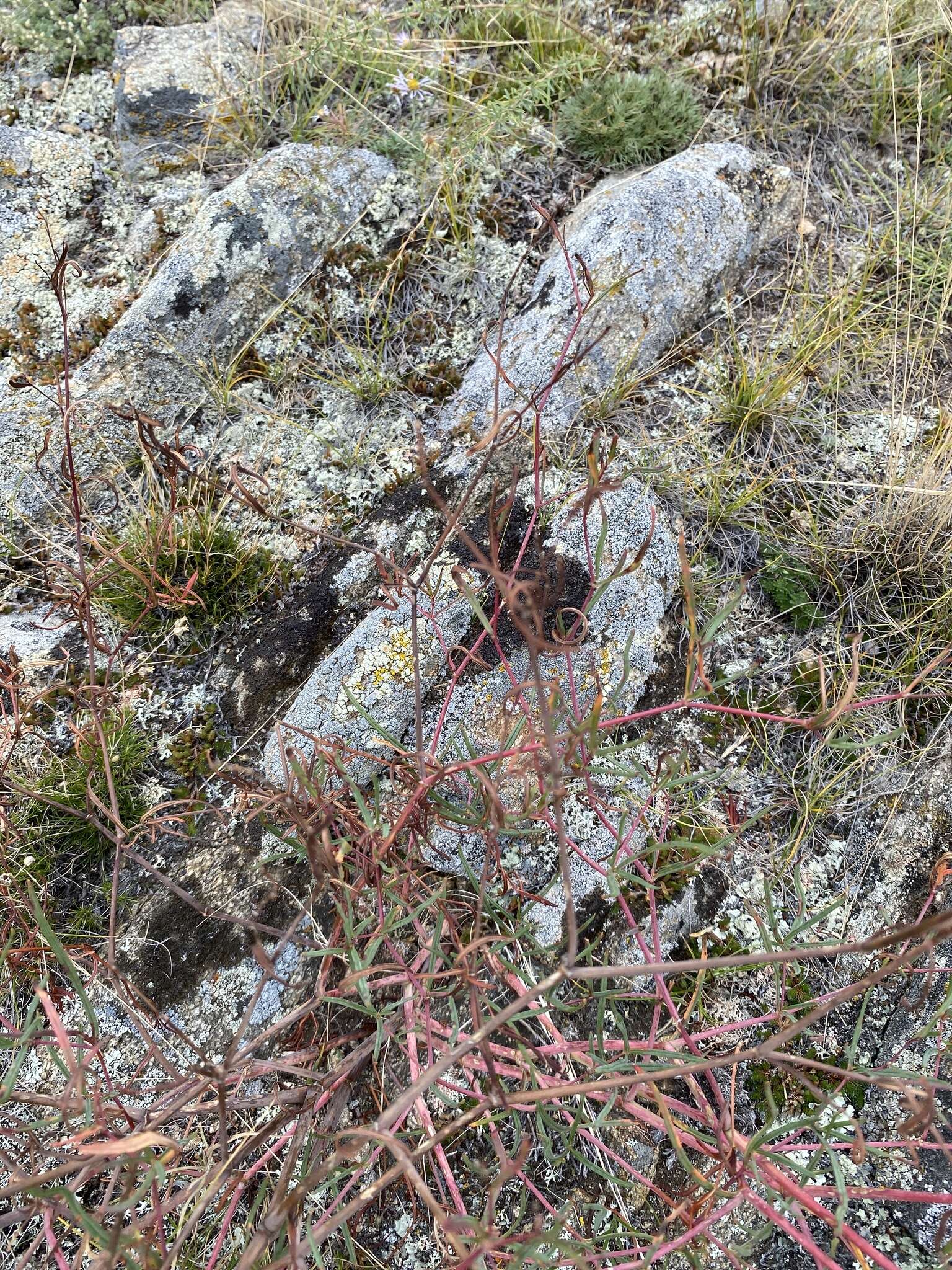 Image de Persicaria angustifolia (Pall.) Ronse Decraene