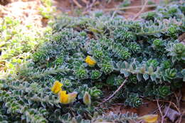 Image of Crotalaria similis Hemsl.