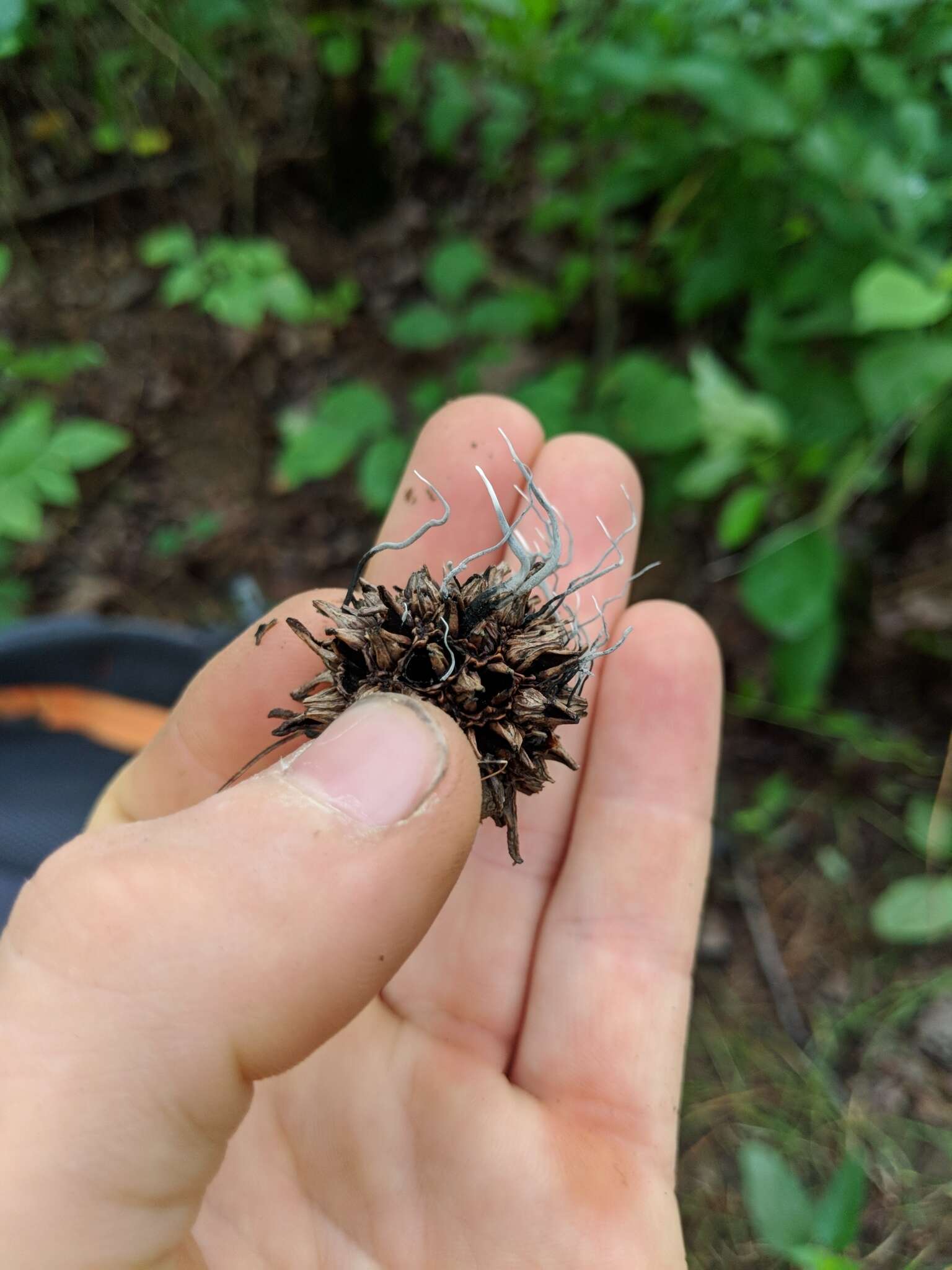 Слика од Xylaria liquidambaris J. D. Rogers, Y. M. Ju & F. San Martín 2002