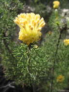 Image of Petrophile drummondii Meissn.