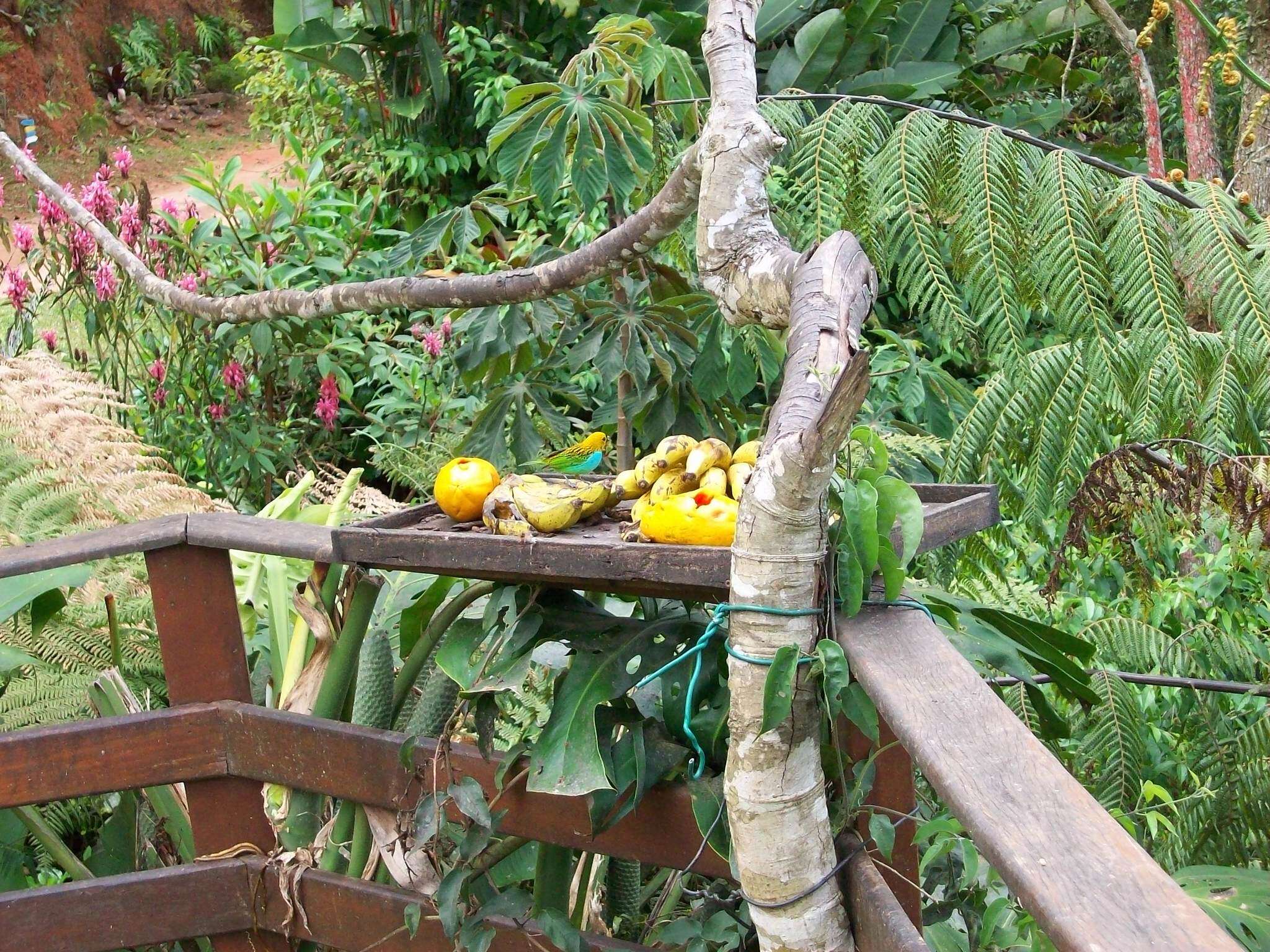 Image of Gilt-edged Tanager