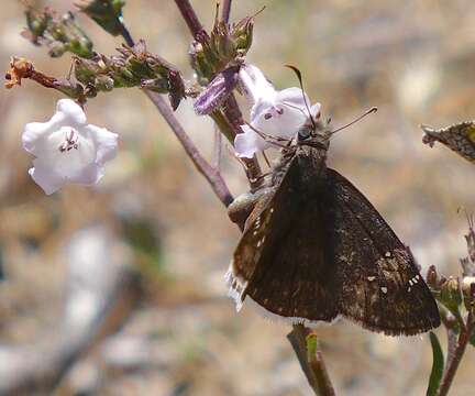 Image of Funereal Duskywing