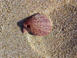 Image of variegated scallop