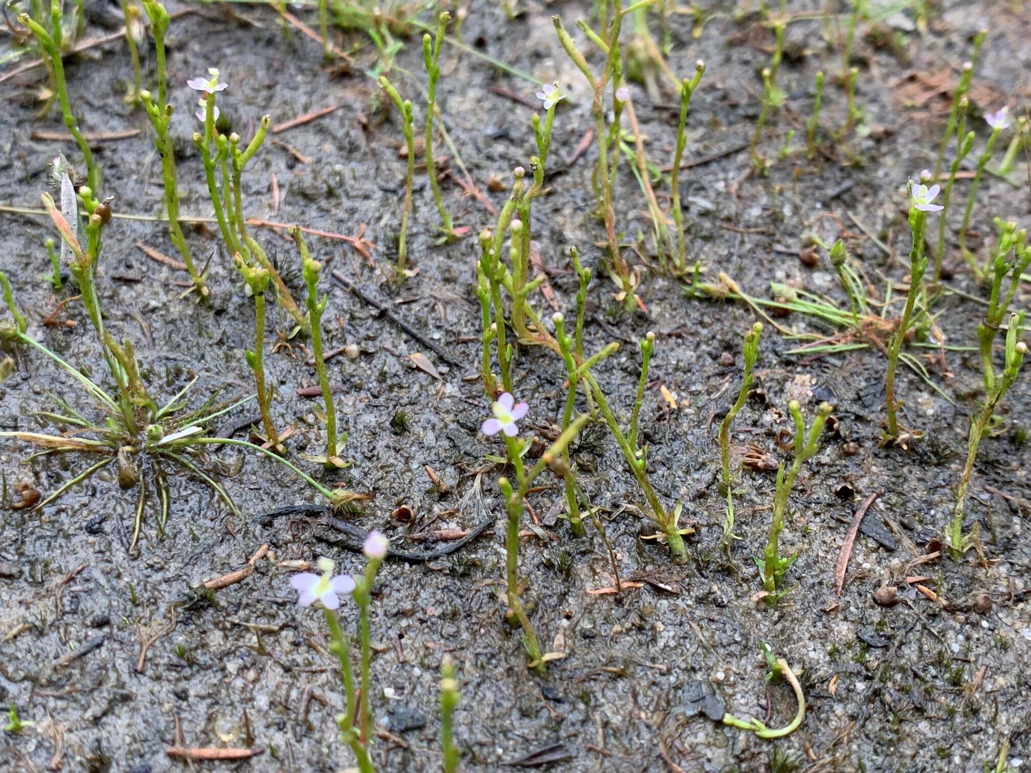 Image de Stylidium despectum R. Br.