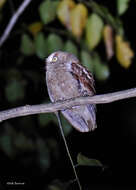 Imagem de Otus pembaensis Pakenham 1937