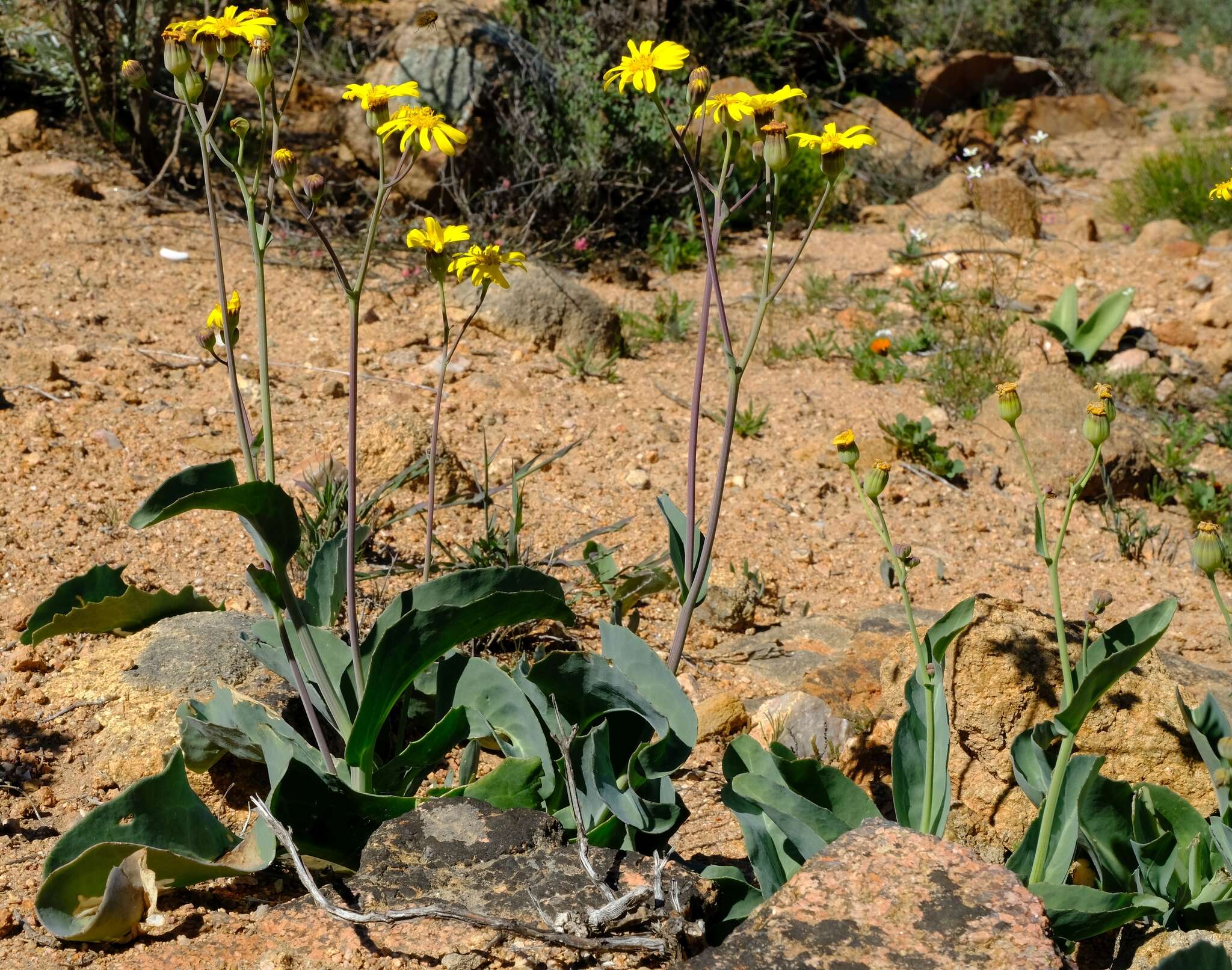 Image de Othonna macrophylla DC.