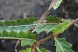 Imagem de Corchorus asplenifolius Burch.