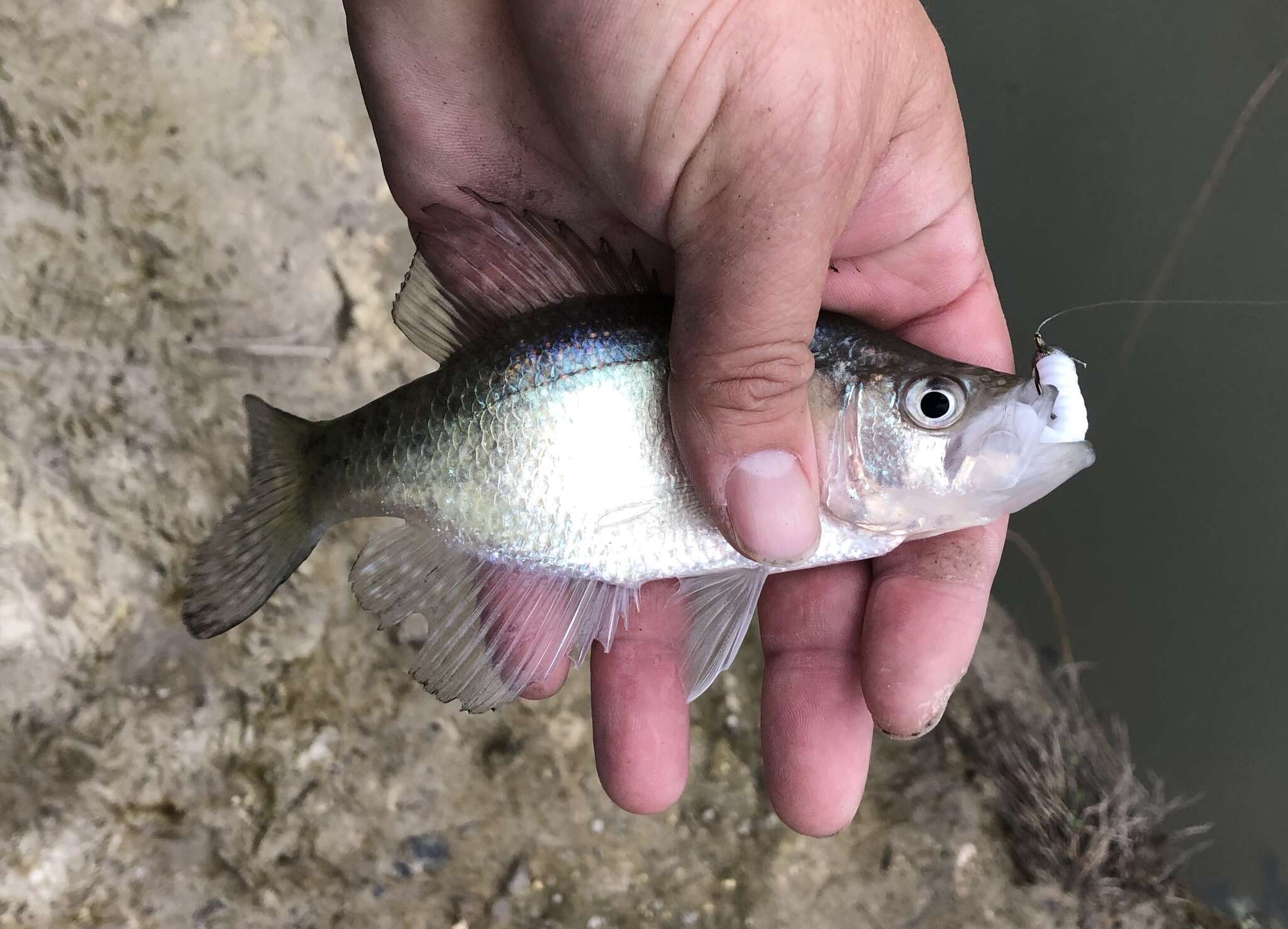 Image of White Crappie