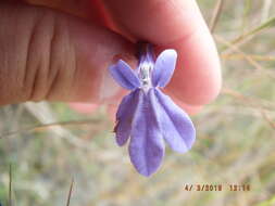 Plancia ëd Lobelia glandulosa Walter