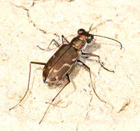 Image of Cicindela (Cicindelidia) tenuisignata Le Conte 1851