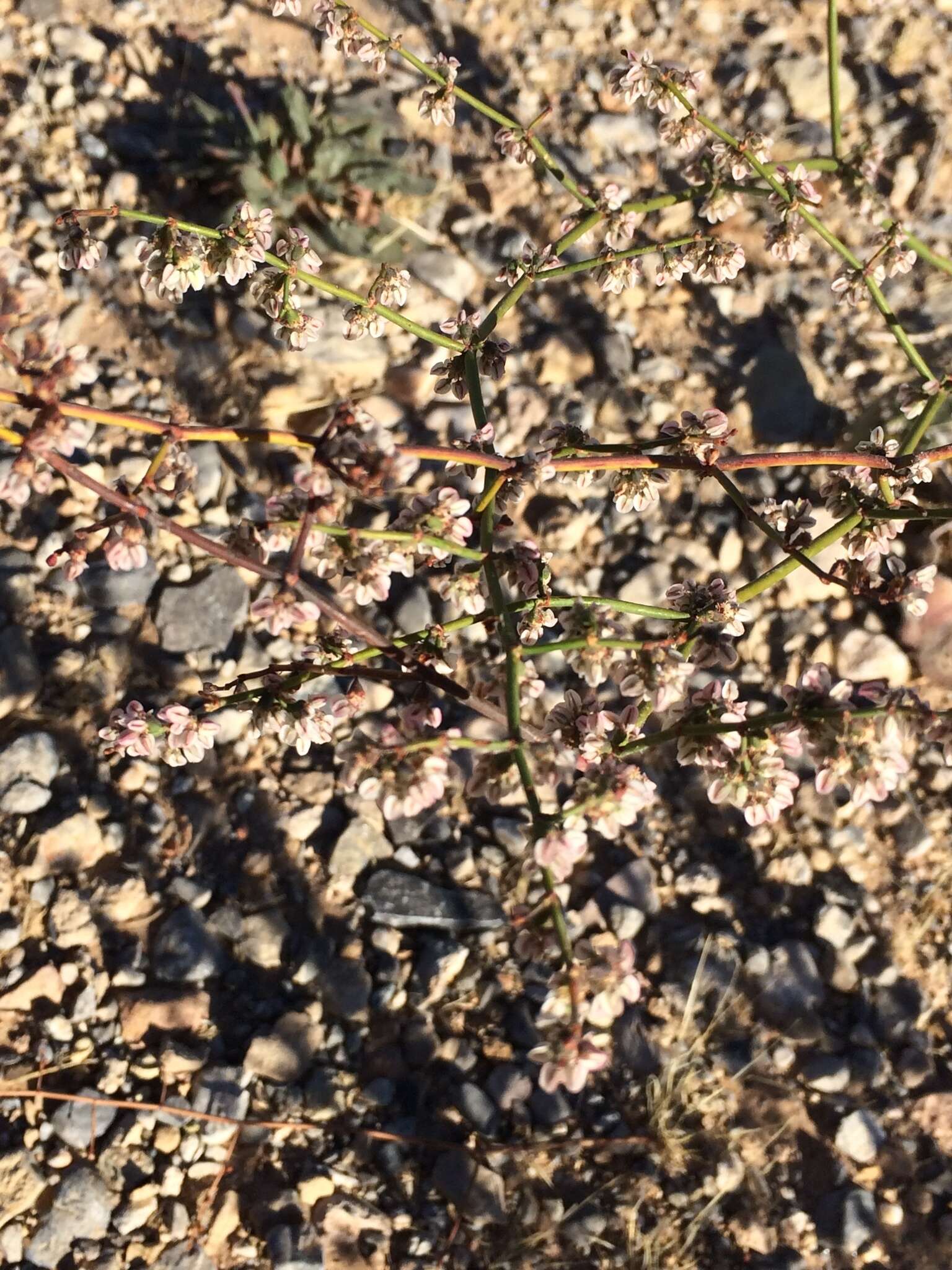 Eriogonum deflexum Torr. resmi